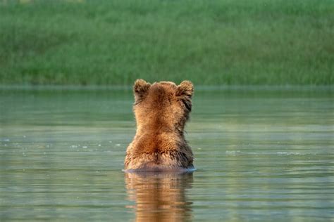 Brown Bear Vs. Grizzly Bear - Animals Around The Globe