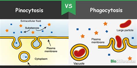 Exocytosis and Endocytosis Study Guide | Inspirit