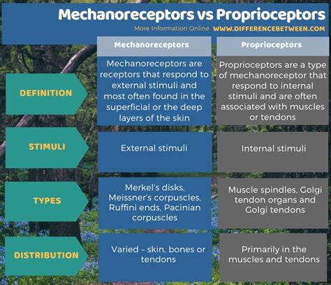 Difference Between Mechanoreceptors and Proprioceptors | Compare the ...