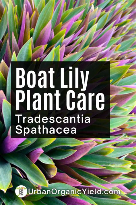 Tradescantia Spathacea: Boat Lily Plant Care | Lily plants, Lily plant ...