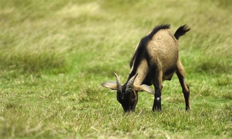 How Goat Grass Improves Our Food Security | Particle