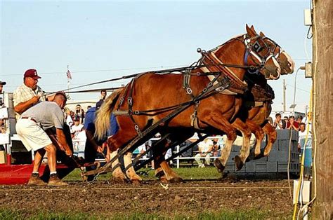 120 best images about Horse Pulling on Pinterest | Country fair ...