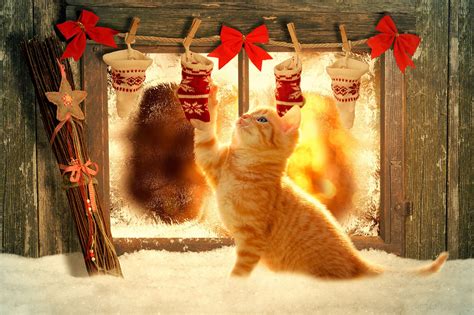 Cats Happy Christmas Wallpapers - Wallpaper Cave