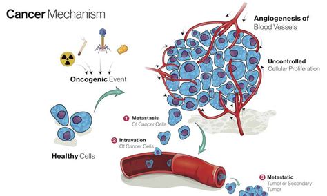 Cancer metastasis hijacks process healthy cells use to move around the ...