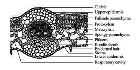 Describe the Anatomical Structure of a Dicot Leaf - QS Study