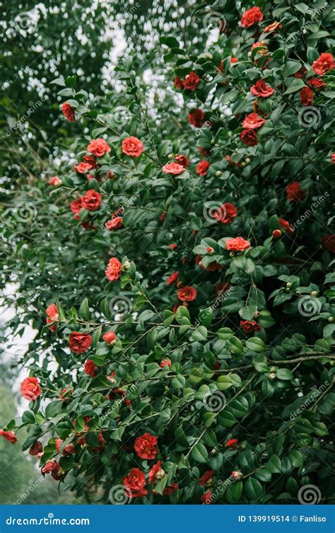 Flowering Shrubs of Red Camellia Stock Photo - Image of lush, green: 139919514