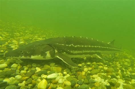 Adult Sturgeon Spawning in the Upper Sacramento River 2015-2016