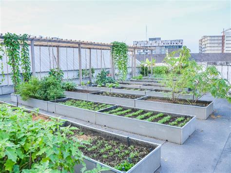 Roof Garden Design - How To Build A Rooftop Garden | Gardening Know How