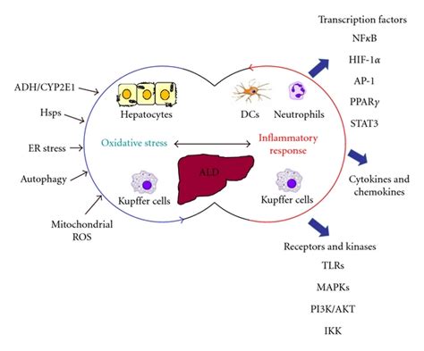 Oxidative stress and inflammation: interacting mechanisms in ALD. The... | Download Scientific ...