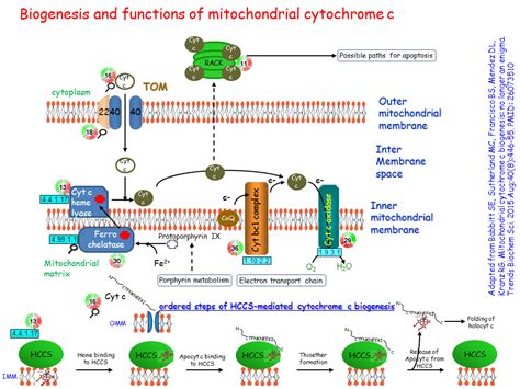 Biogenesis and functions of mitochondrial cytochrome c | Cytochrome c ...