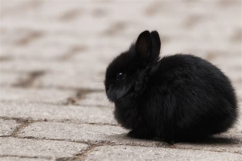 Tiny baby bunny | A met this baby rabbit when I visited a wi… | Flickr