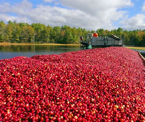 Joe's Retirement Blog: A Cranberry Harvest, Plymouth, Massachusetts, USA