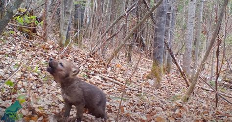 Wild Wolf Pup Attempts First Howling - borninspace