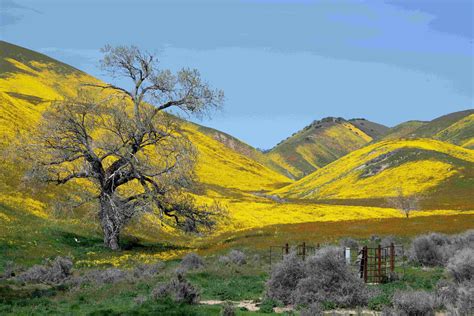 Carrizo Plain National Monument — Channel Islands Restoration