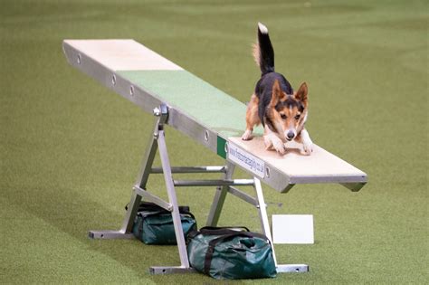 What to know before attending your first dog agility competition | Different Dog