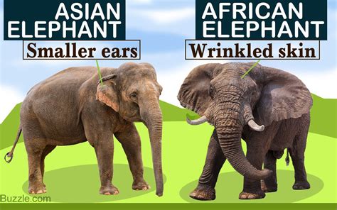 Compared to their bigger African cousins, Asian Elephants have smaller ...