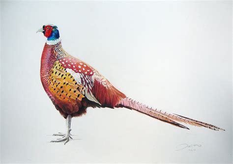 Pheasant profile Pencil drawing by Joanne Hill | Artfinder