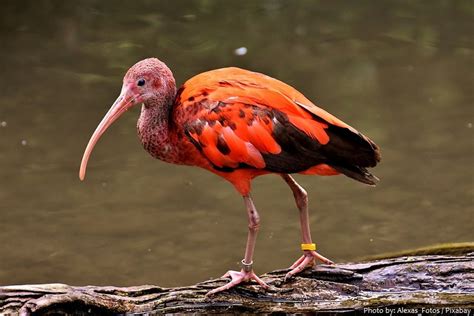 Interesting facts about ibises | Just Fun Facts