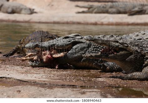 173 Alligator Eating Chicken Images, Stock Photos & Vectors | Shutterstock