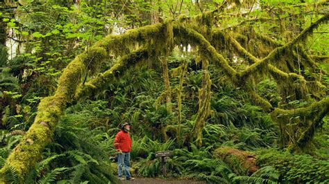 Hiking the easy Spruce Nature Trail in the Hoh Rain Forest, Olympic National Park - Olympic ...