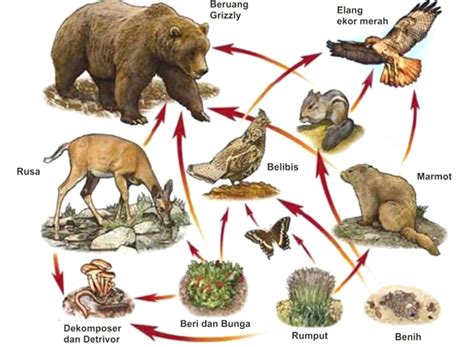 √ Rantai Makanan di Hutan - Ciri-Ciri, Komponen dan Contoh Rantai Makanan di Hutan [LENGKAP]