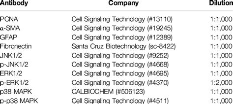 Primary antibody used for Western blotting analysis. | Download Scientific Diagram