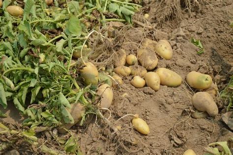 Organic Potato Farming; Planting; Harvesting | Agri Farming