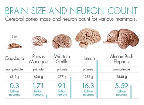 How Humans Ended Up With Freakishly Huge Brains | WIRED