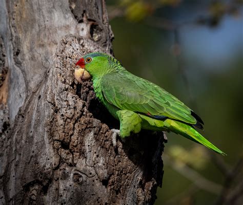 Red-crowned Parrot - Owen Deutsch Photography