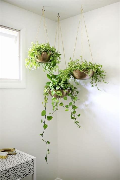 Decoração plantas suspensas | Hanging plants, Hanging plants indoor, Room with plants