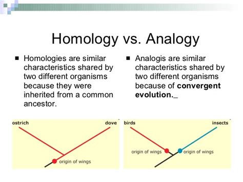 Distinguish Between Homology And Analogy