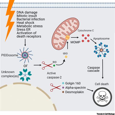 Caspase-2 as a master regulator of genomic stability: Trends in Cell Biology