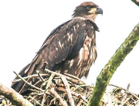 birds - Picture of Lowcountry Wildlife Photo Safaris, Beaufort ...