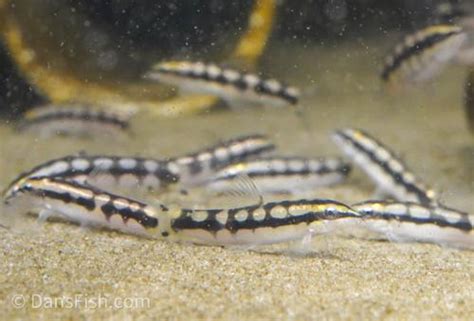 Dwarf Chain Loach (Ambastaia sidthimunki) - Dan's Fish