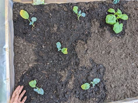 Is this cauliflower spacing sufficient? It's my first time planting ...