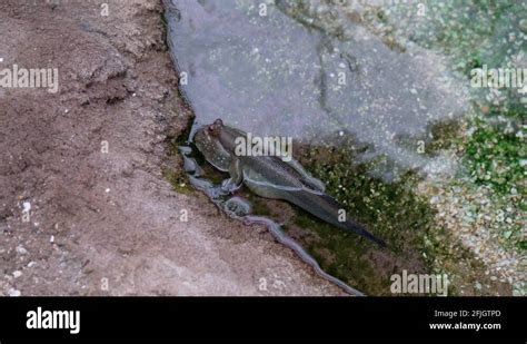 Mudskipper eating Stock Videos & Footage - HD and 4K Video Clips - Alamy