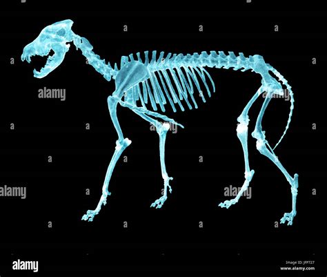 Wolf skeleton hi-res stock photography and images - Alamy