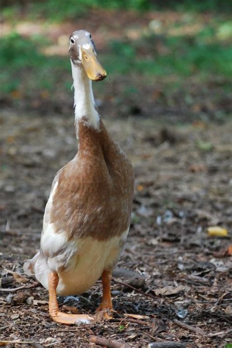 Duck breeds, Runner ducks, Pet ducks