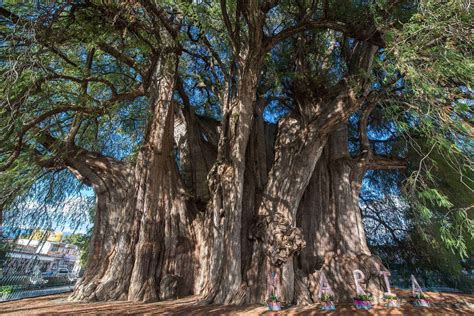 The Planet’s Most Amazing Trees and Where to Find Them – Fodors Travel Guide