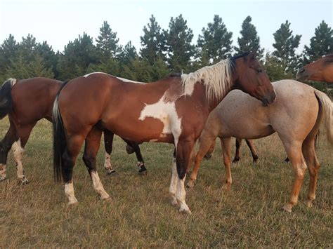 Bay Tobiano Horse | Horses, Stallion horses, Horse love