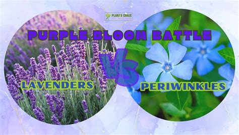 Periwinkle Vs Lavender Plant: Everything You Need To Know