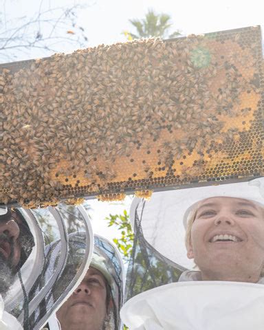 BEEKEEPING EXPERIENCE – TheValleyHive