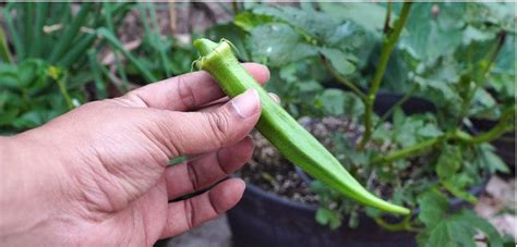 Learn How To Grow Okra From Seed The Right Way With Us