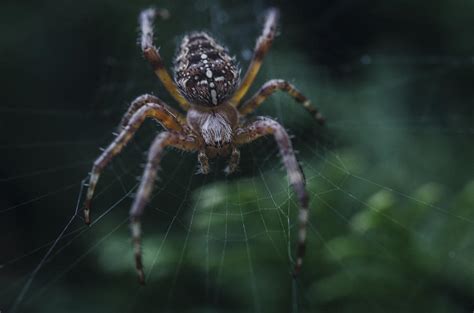 Ungoliant Photograph by Chad Sedam