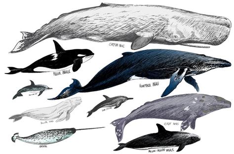 an ink drawing of different types of whales