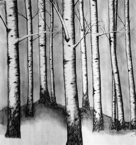 Charcoal Drawing Birch Tree Forrest Art by ChicCharcoals on Etsy