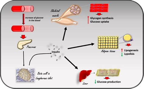 The effects of insulin in response to the increase in glucose levels in ...