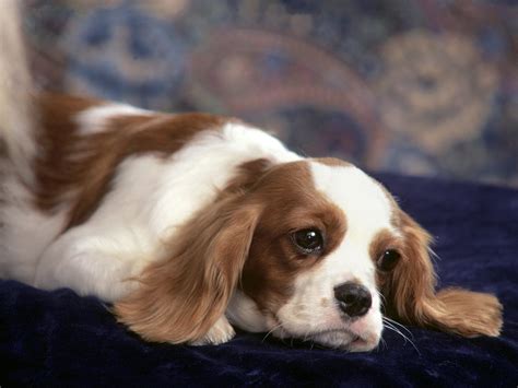 Cute Puppy Dogs: king charles spaniel puppies