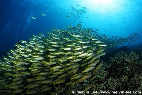 27 Incredible Underwater Pictures of Schooling Fish