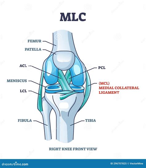 Collateral Ligaments With Knee Anatomical Skeletal Structure Outline ...